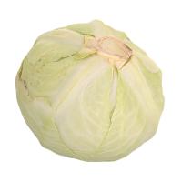 White Cabbage Vegetable 3D Scan Retopo 